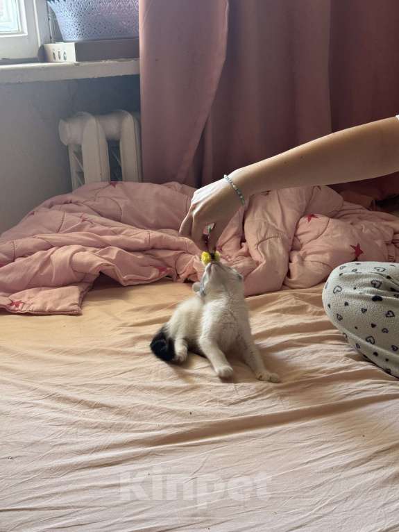 Кошки в Севастополе: Маленькая Депа ищет дом Девочка, Бесплатно - фото 7