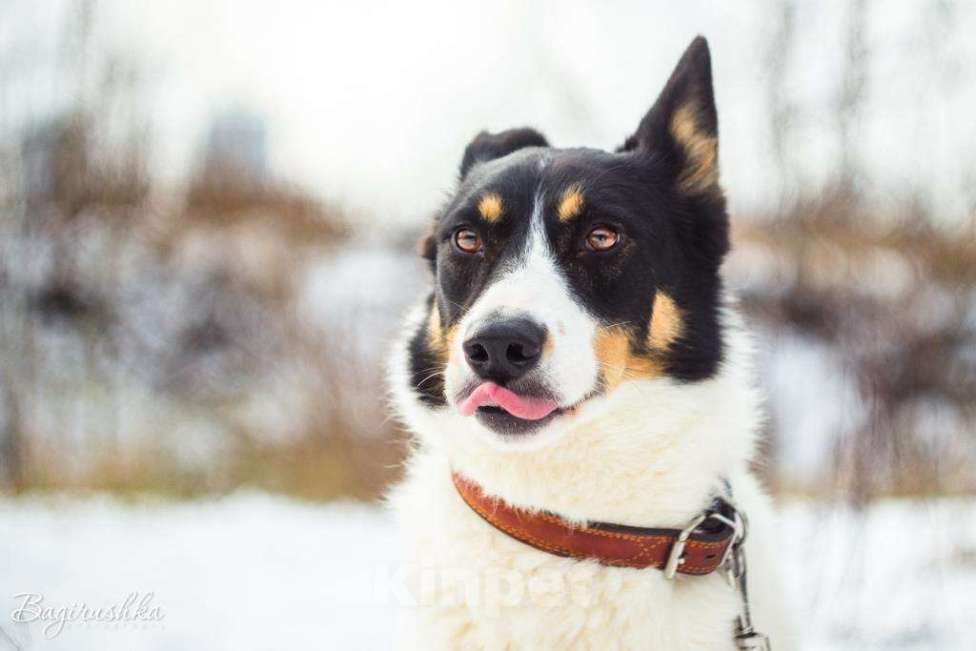 Собаки в Москве: Флора Девочка, Бесплатно - фото 3