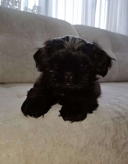 Щенок Ши-тцу