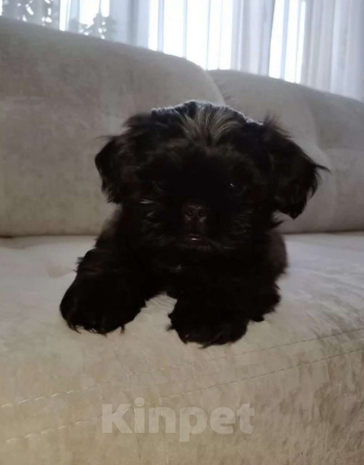 Собаки в Екатеринбурге: Щенок Ши-тцу Мальчик, 35 000 руб. - фото 1