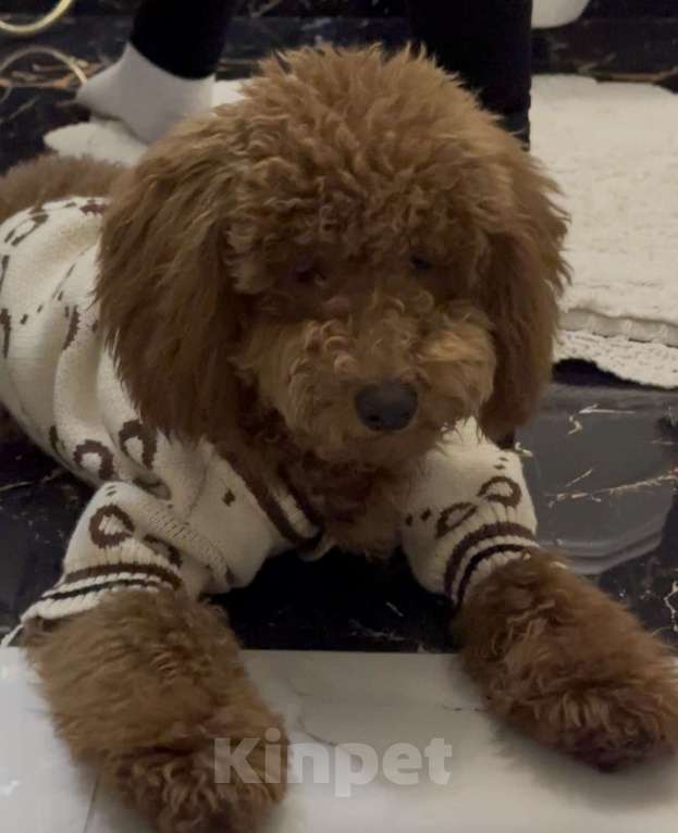 Собаки в Казани: Продаю Той пуделя Мальчик, Бесплатно - фото 2