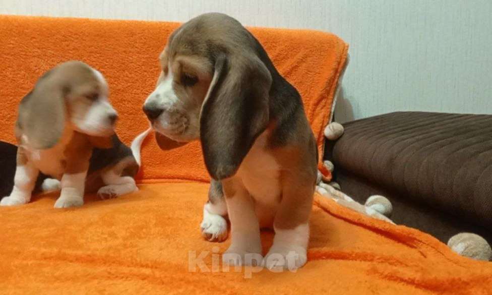 Собаки в Иркутске: Продаются щенки Бигля Девочка, 60 000 руб. - фото 4