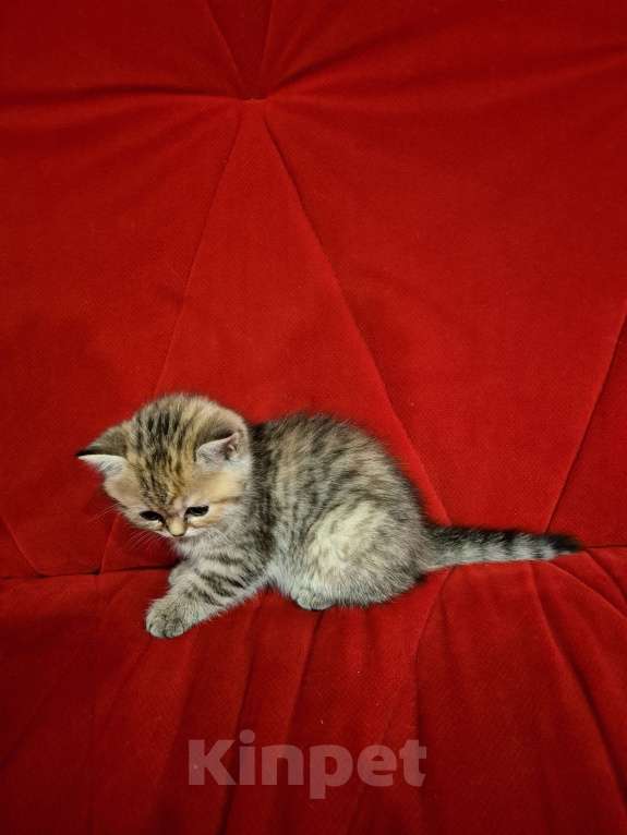 Кошки в Москве: Шотландский котенок  Девочка, 15 000 руб. - фото 5