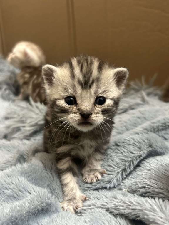 Кошки в Чебоксарах: Котята  Девочка, 4 500 руб. - фото 5