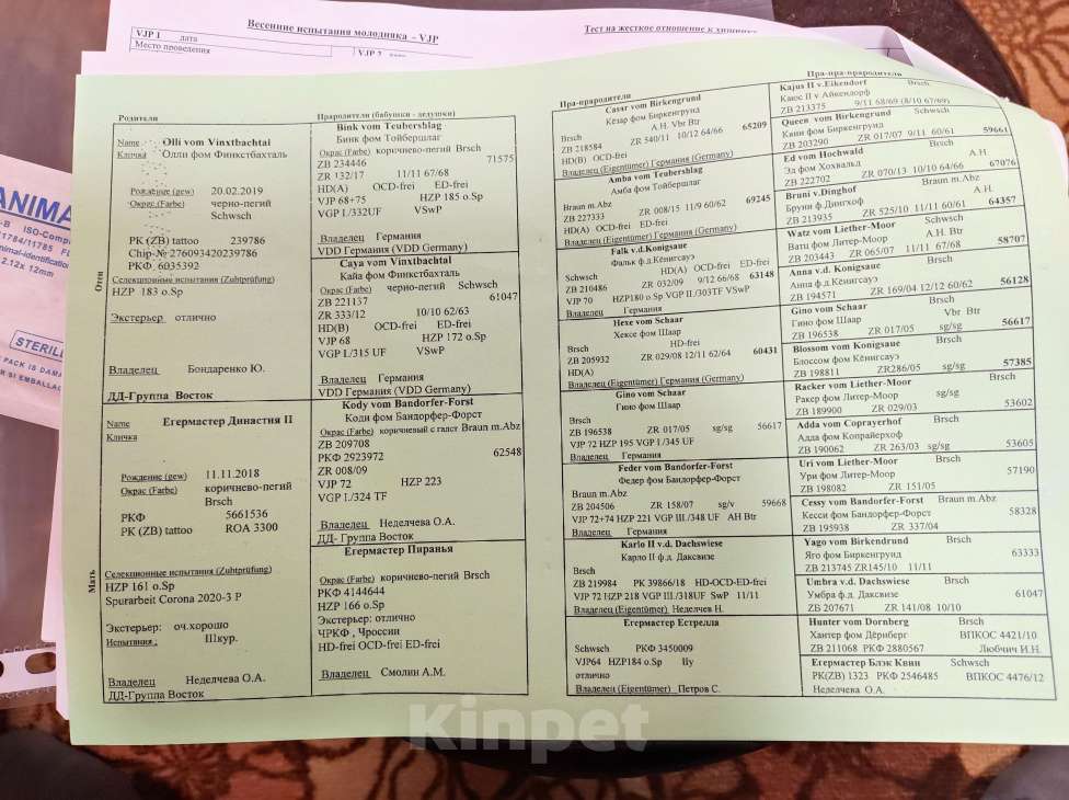 Собаки в Чебаркуле: Щенок породы Дратхаар, с документами Мальчик, 45 000 руб. - фото 2