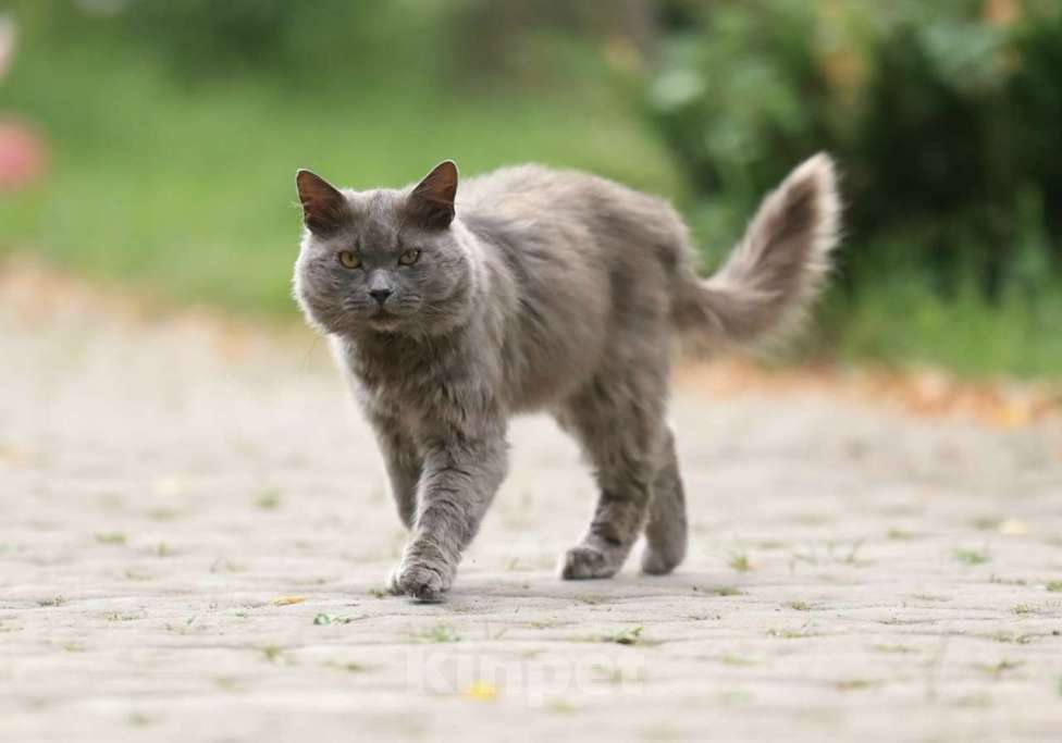 Кошки в Москве: Шикарный Дымок - метис нибелунга (1,5 г.) в дар Мальчик, Бесплатно - фото 3