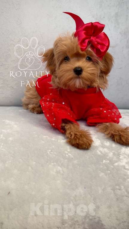 Собаки в Москве: Мини девочка мальтипу F1 Royalty Fam Isabell Девочка, Бесплатно - фото 4