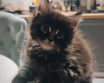 Кошки в Шатуре: Мей-кун котенок Девочка, 10 000 руб. - фото 2