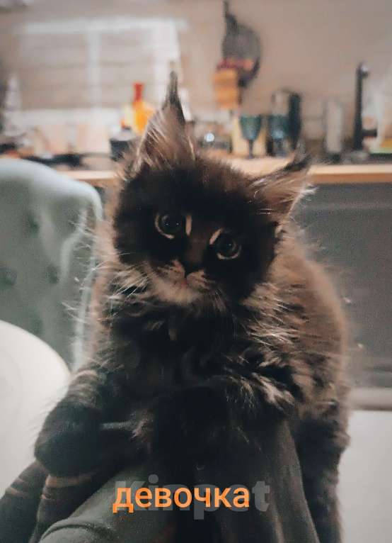 Кошки в Шатуре: Мей-кун котенок Девочка, 10 000 руб. - фото 2