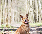 Собаки в Москве: Её спасли из отлова… и она оказалась идеальной собакой Девочка, Бесплатно - фото 1