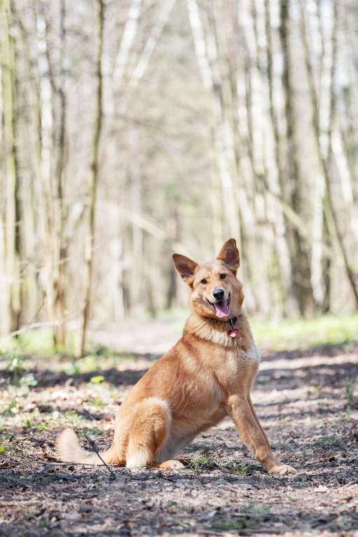 Собаки в Москве: Её спасли из отлова… и она оказалась идеальной собакой Девочка, Бесплатно - фото 1