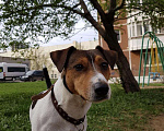 Собаки в Шадринске: Вязка Джек Рассел терьер, 100 руб. - фото 1