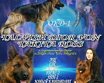 Собаки в Архангельске: Вязка., Бесплатно - фото 1