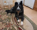 Собаки в Москве: Лилу - веселая небольшая собака в добрые руки Девочка, 100 руб. - фото 1