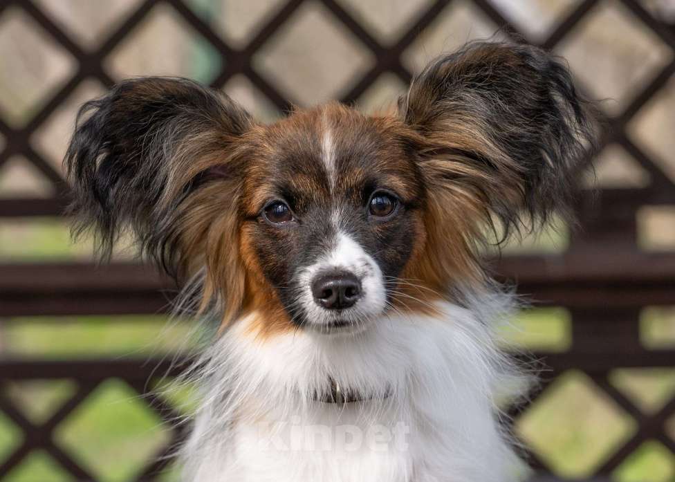 Собаки в Новороссийске: Продам щенка папийона (папильона) Мальчик, 40 000 руб. - фото 7