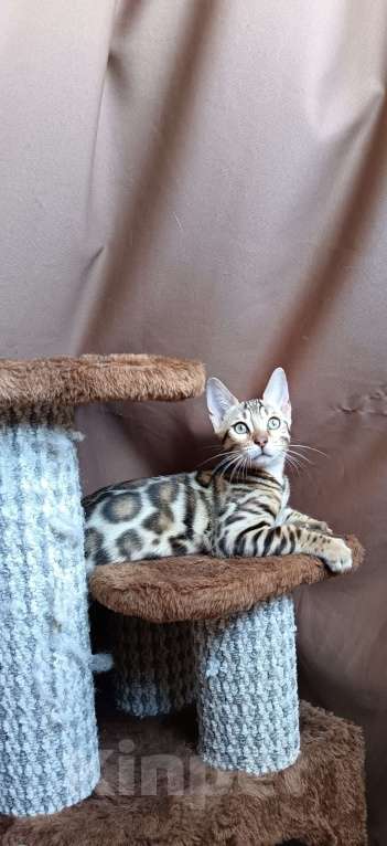 Кошки в других городах Свердловской области: Бенгальский котёнок Мальчик, Бесплатно - фото 1