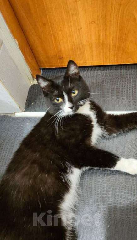Кошки в Новосибирске: Отдадим котика подростка  Мальчик, Бесплатно - фото 6