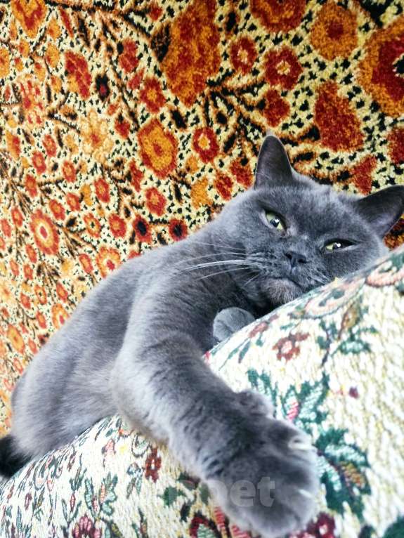 Кошки в Череповце: Пропала кошка Девочка, 1 000 руб. - фото 3