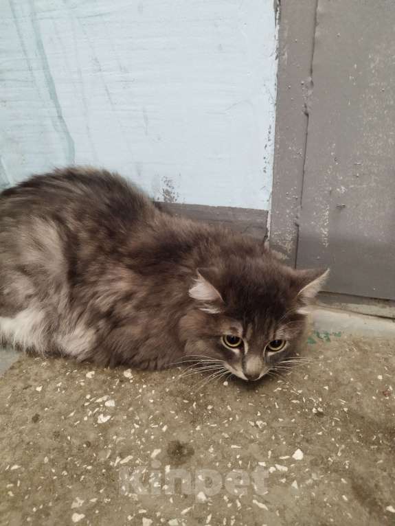 Кошки в Екатеринбурге: Найден красивый молодой котик Мальчик, Бесплатно - фото 6