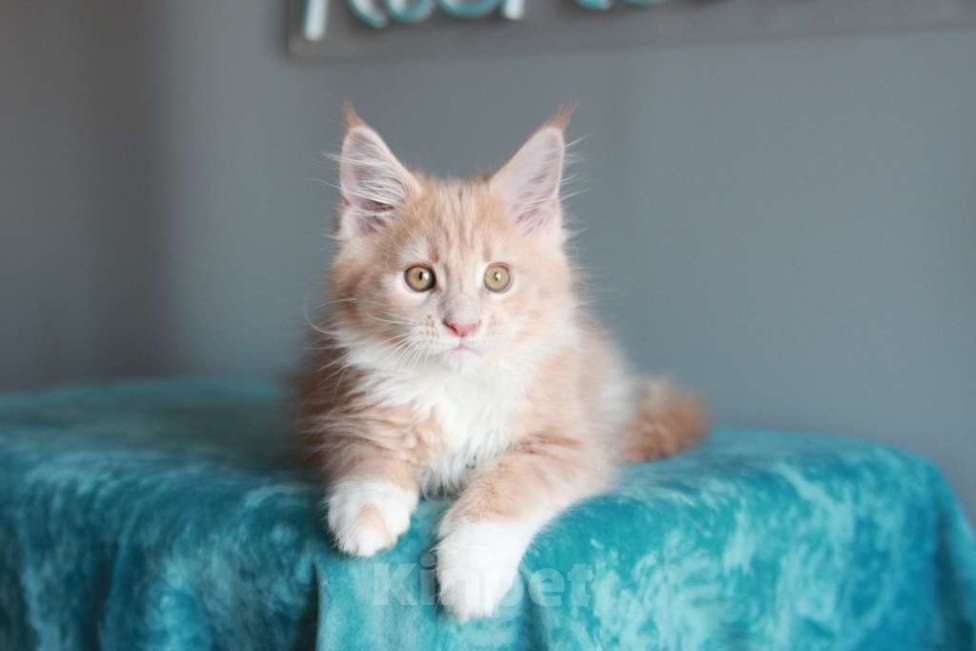 Кошки в Екатеринбурге: У всех хорошие,  а у нас лучшие. Котята мейн-кун Девочка, 15 000 руб. - фото 3