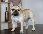 Собаки в Новосибирске: Предлагается к бронированию и дальнейшей продаже щенок французского бульдога: девочка Девочка, Бесплатно - фото 3