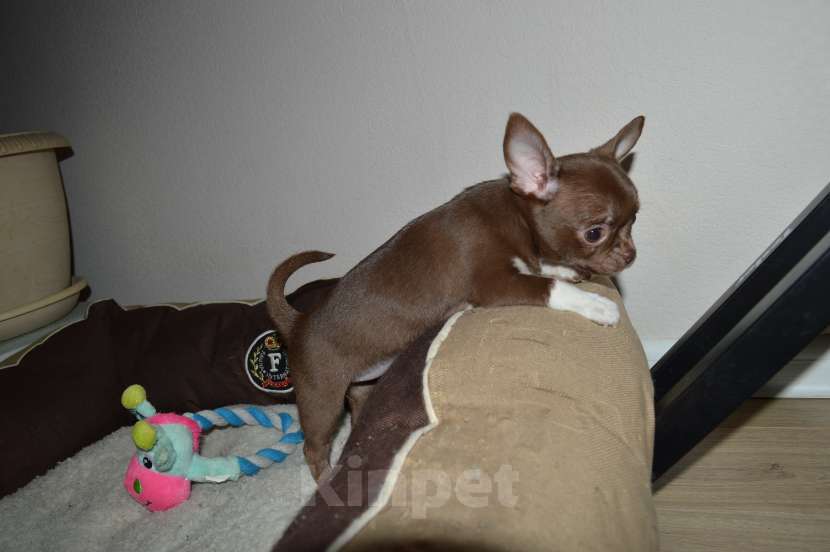 Собаки в Москве: Породная шоколадная девочка,РКФ Девочка, 60 000 руб. - фото 4