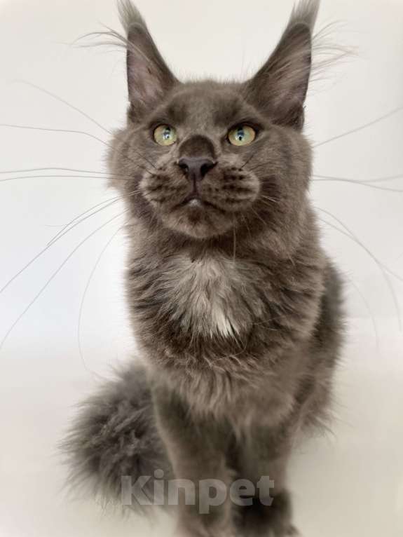 Кошки в Чайковском: кот мейн кун  MCO окрас - Имхо as 09 голубой дымчатый с белым.  Мальчик, 55 000 руб. - фото 10