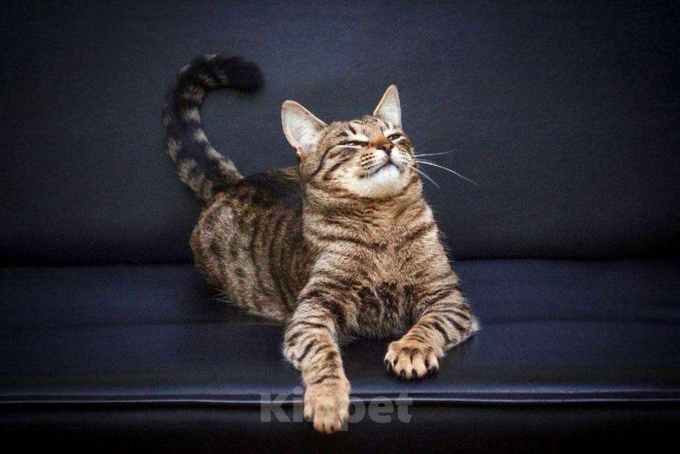 Кошки в Москве: Полосатый лапушка котик Лео в добрые руки Мальчик, Бесплатно - фото 6