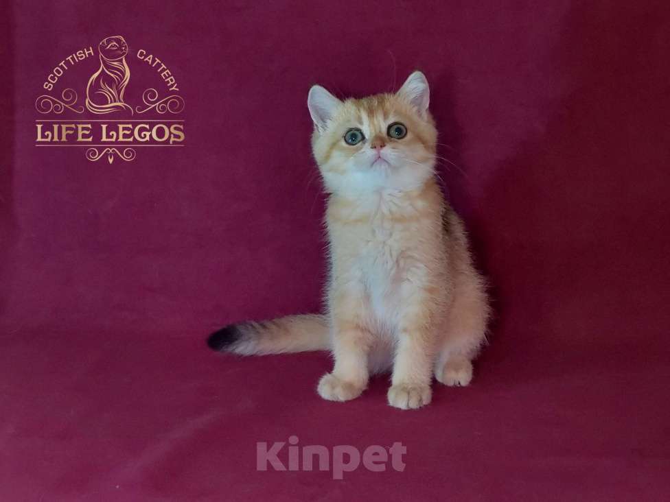 Кошки в Москве: Шотландский котёнок золотая шиншилла девочка Девочка, 50 000 руб. - фото 7