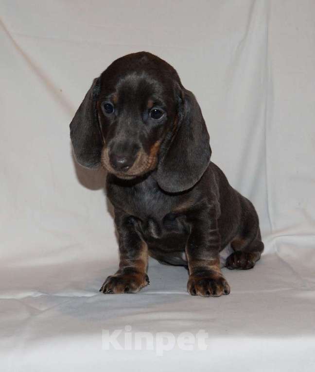 Собаки в Иваново: Такса стандартная г-ш. РКФ Мальчик, Бесплатно - фото 3