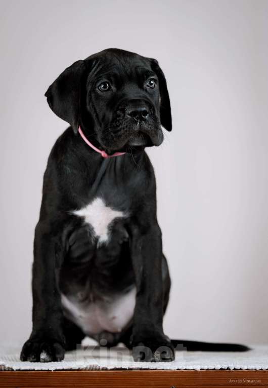 Собаки в Москве: Щенки кане корсо Мальчик, 70 руб. - фото 3