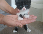 Кошки в Курчатове: Черный котик Мальчик, 1 руб. - фото 1