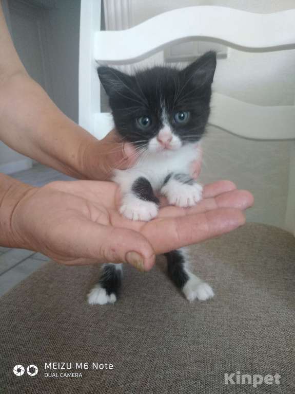 Кошки в Курчатове: Черный котик Мальчик, 1 руб. - фото 1