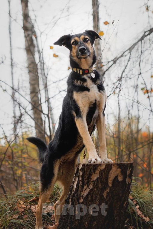 Собаки в Москве: Трогательная милашка Шаби в поиске любящих родителей! Девочка, Бесплатно - фото 2