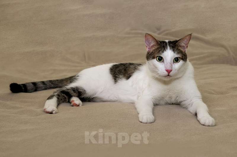 Кошки в Москве: Котик Ларс с сердечком на боку в добрые руки Мальчик, Бесплатно - фото 3