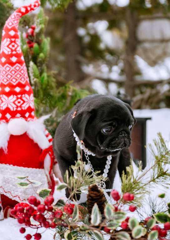Собаки в Новосибирске: Мопс Сильвана Ветрокрылая Девочка, 60 000 руб. - фото 4