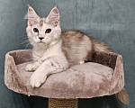 Кошки в Мытищах: Котёнок Мейн-кун Девочка, 40 000 руб. - фото 3