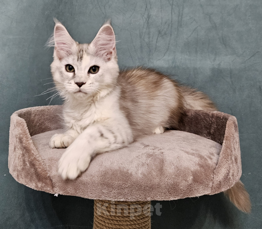 Кошки в Мытищах: Котёнок Мейн-кун Девочка, 40 000 руб. - фото 3