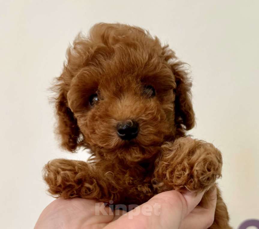 Собаки в Санкт-Петербурге: Той пудель девочка Девочка, 125 000 руб. - фото 2