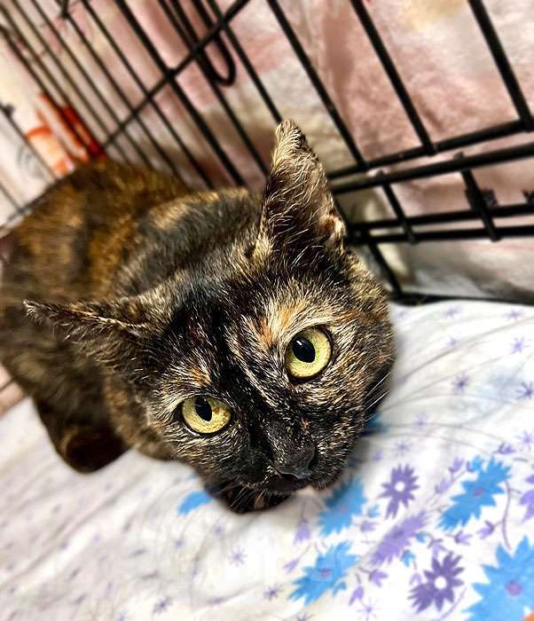 Кошки в Москве: В добрые руки черепаховая кошечка Муся Девочка, 10 руб. - фото 4