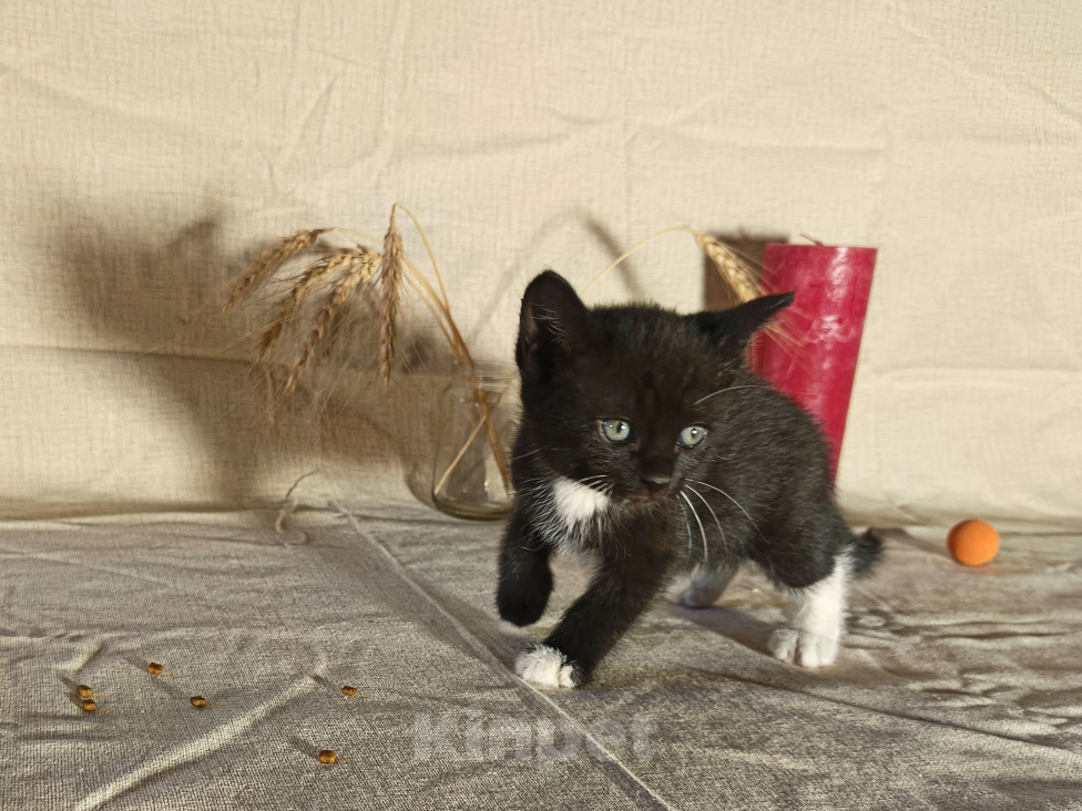 Кошки в других городах Воронежской области: Котёнок девочка, в добрый руки Девочка, 10 руб. - фото 1