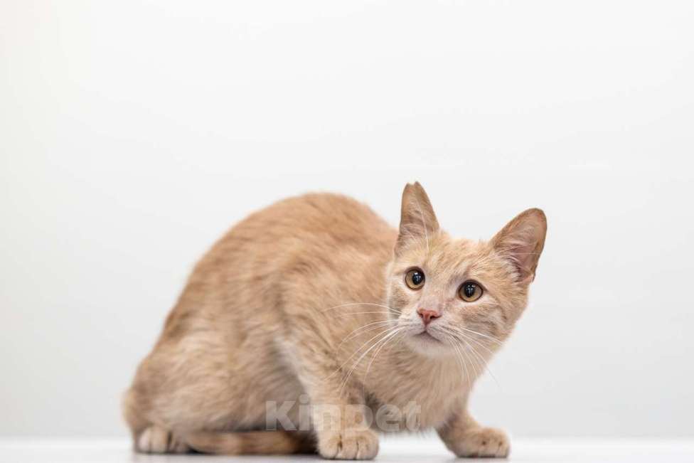 Кошки в Москве: Персик Мальчик, Бесплатно - фото 5