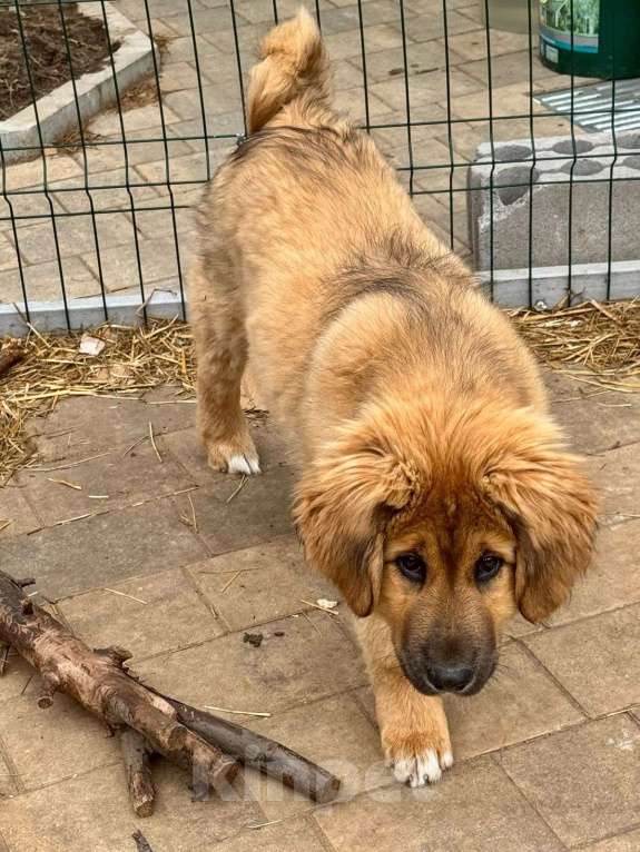 Собаки в Всеволожске: Ждут своих мам и пап Мальчик, Бесплатно - фото 4
