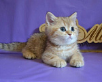 Кошки в Зеленограде: Прямоухий шотландец - Тигр Мальчик, 25 000 руб. - фото 1