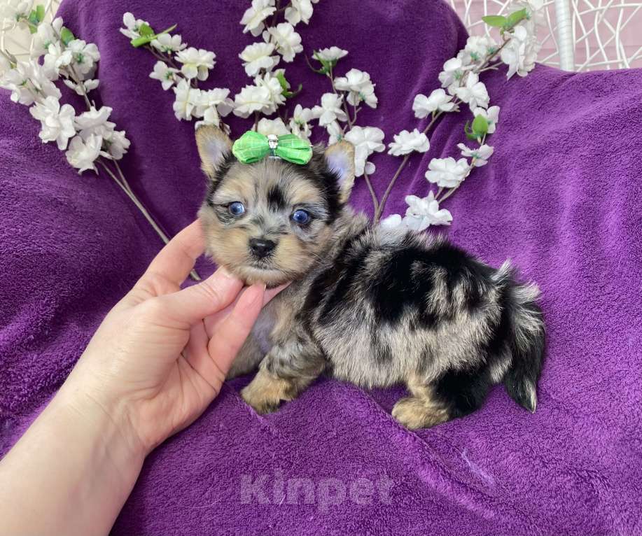 Собаки в Москве: Голубоглазый йорк мальчик мраморный Мальчик, 120 000 руб. - фото 5