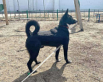Собаки в Иркутске: Ваш самый верный друг! Пес-подросток Цезарь в добрые руки Мальчик, 10 руб. - фото 5