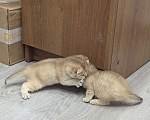 Кошки в Подольске: Шотландские и британские котята Девочка, Бесплатно - фото 9