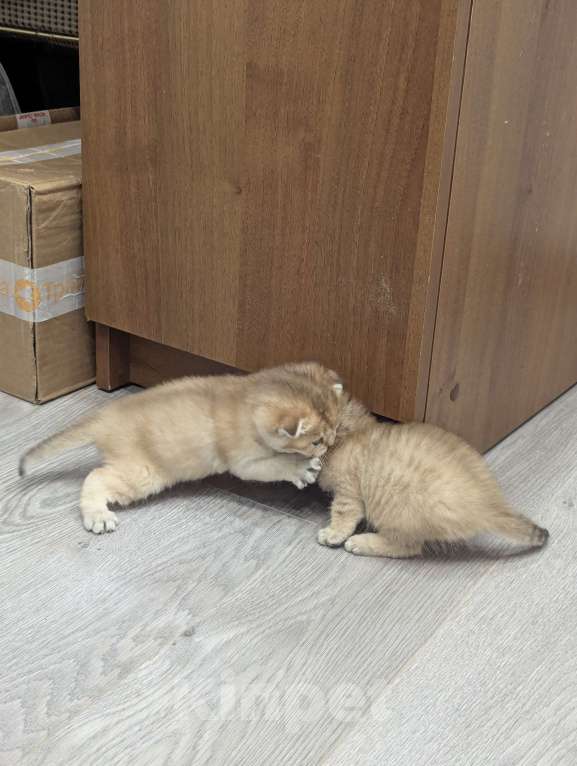 Кошки в Подольске: Шотландские и британские котята Девочка, Бесплатно - фото 9