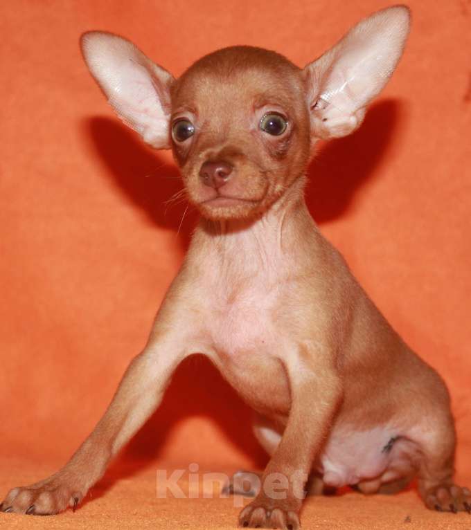 Собаки в Москве: Продаются щенки пражского крысарика Мальчик, Бесплатно - фото 1