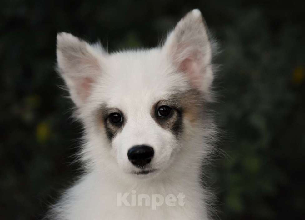 Собаки в Москве: Ненецкая оленегонная лайка. Сука Аврора. Девочка, 60 000 руб. - фото 1